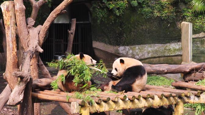 Made in China | Wolkenkratzer und Pandabären | Damaris in China Teil 4
